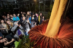 Самый большой цветок в мире распустился в Бельгии