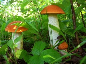 Приближается сезон охоты на грибы