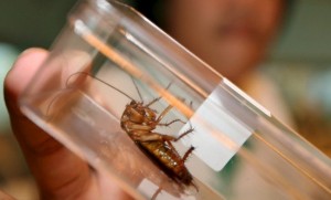 Со специальной «фермы» в Китае сбежали 1,5 миллиона тараканов