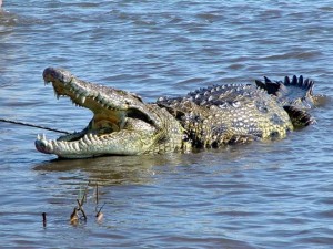 Встреча с крокодилом может закончиться трагически